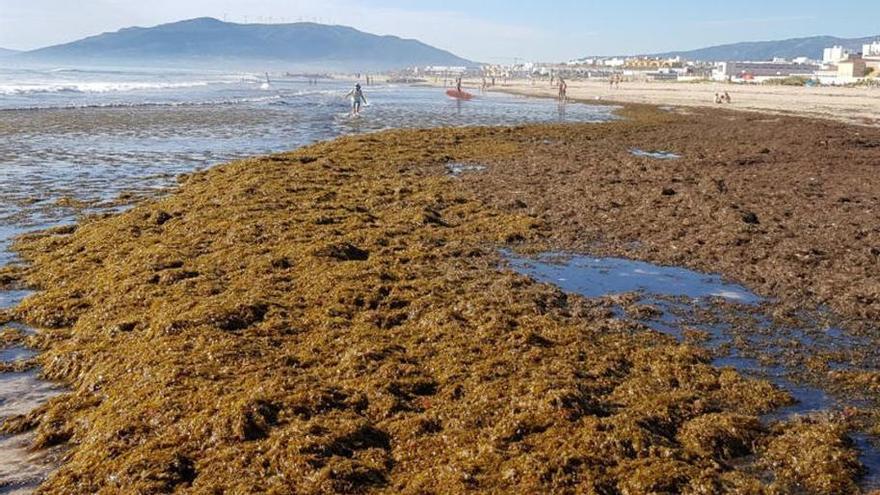 Así es la peligrosa alga asiática que amenaza con invadir todo el Mediterráneo