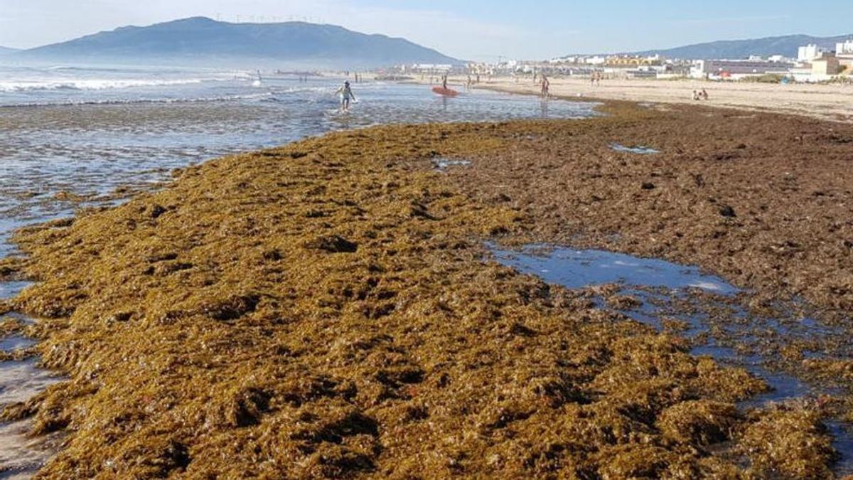 Una playa de Cádiz, este verano, invadida por la alga asiática.