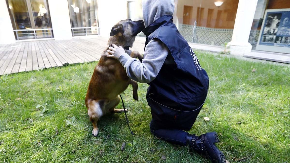 Los perros, un apoyo en la terapia emocional a mujeres maltratadas