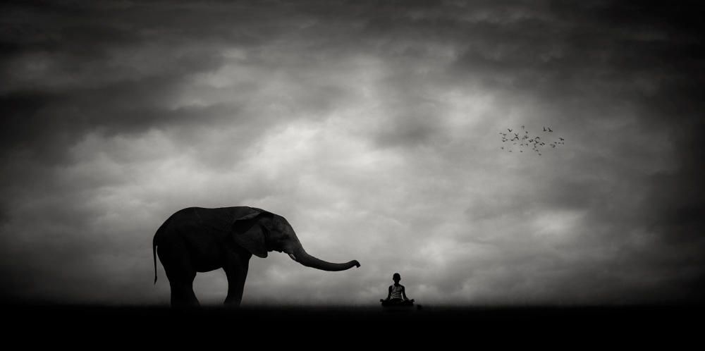 Elefante y el niño