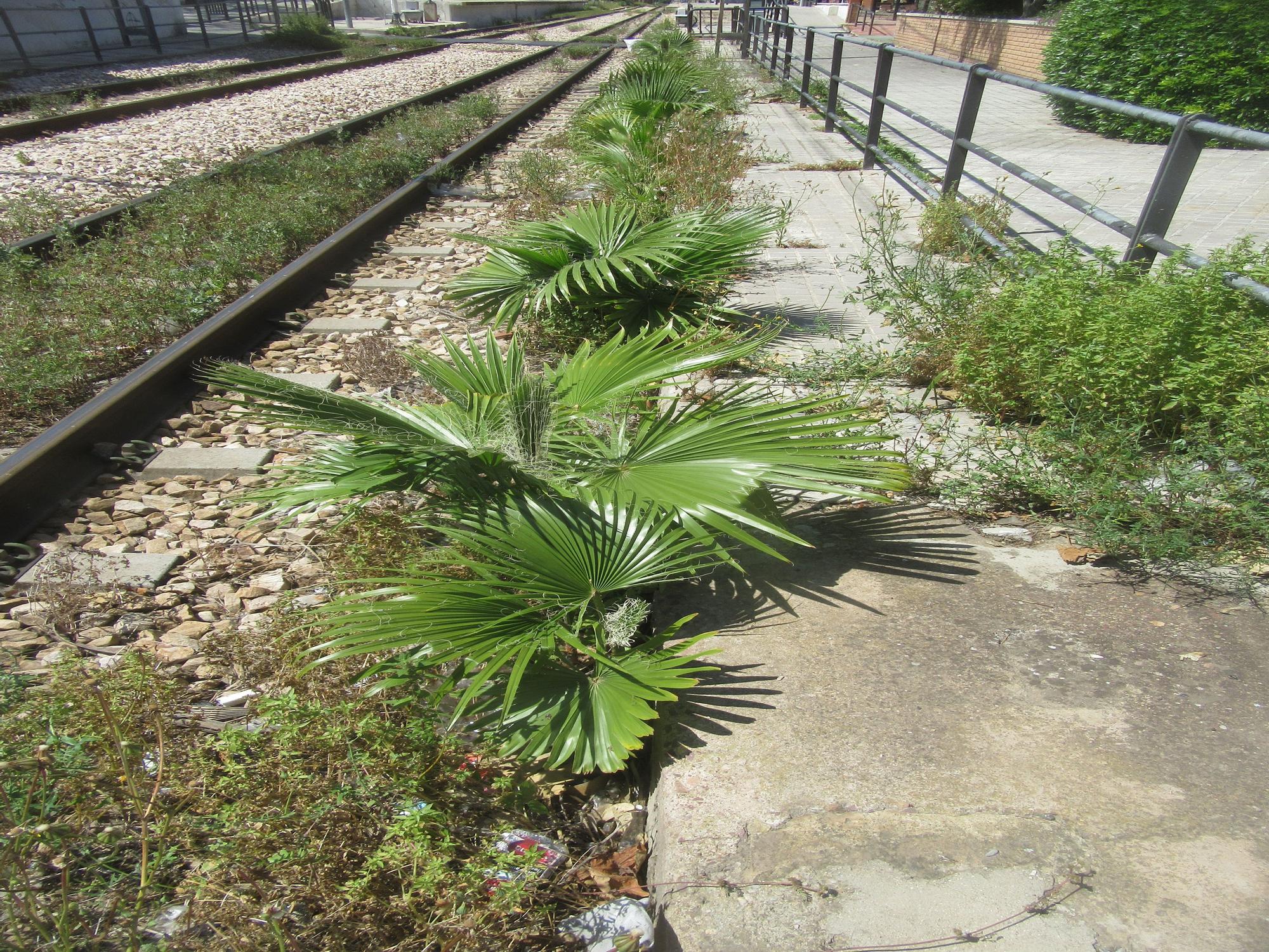 Denuncian el “progresivo deterioro” de la estación de metro Burjassot-Godella