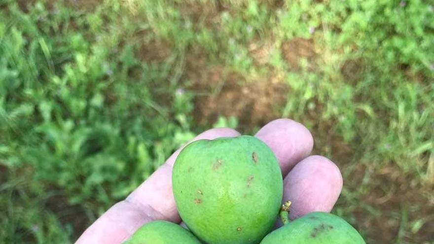 Piden declarar zona catastrófica las comarcas extremeñas afectadas por tormentas