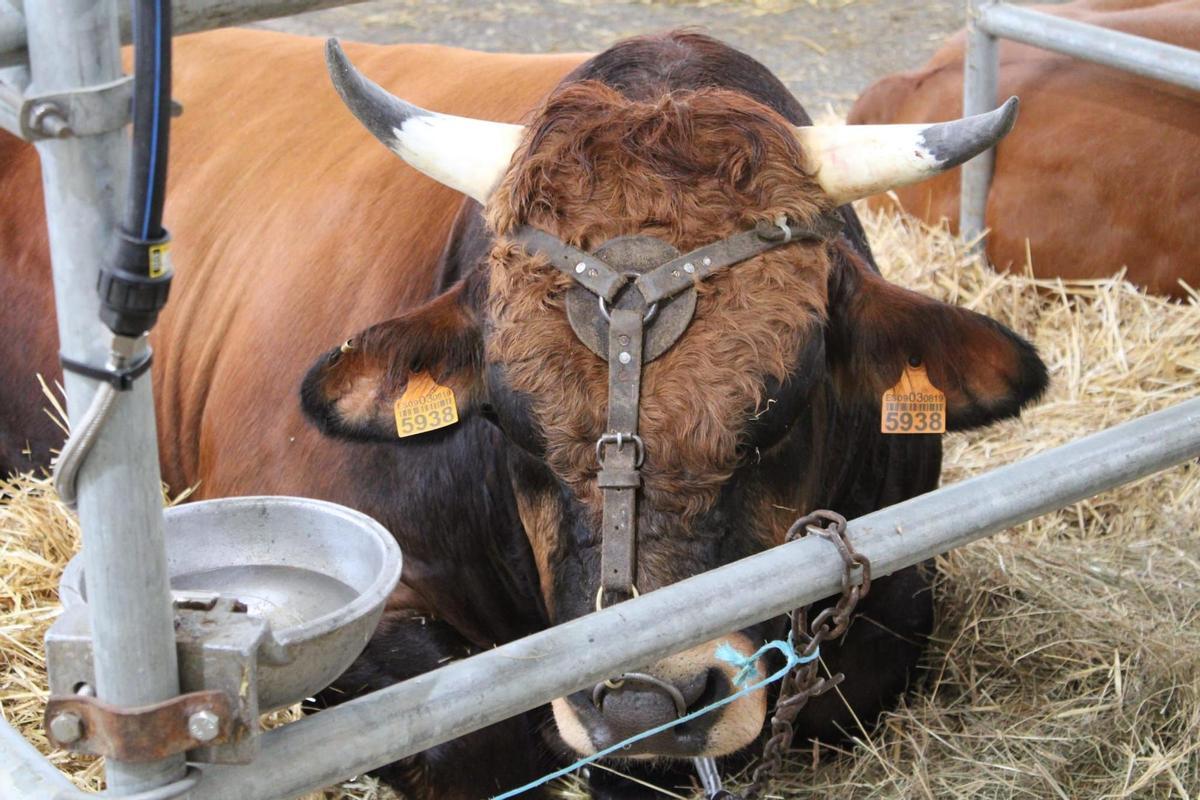 Un ejemplar en el certamen ganadero celebrado el año pasado