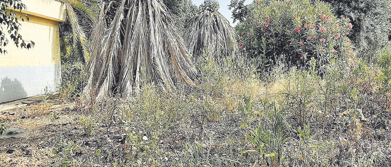 Estado en el que se encuentra la vegetación a la entrada del Polígono Industrial Oeste.