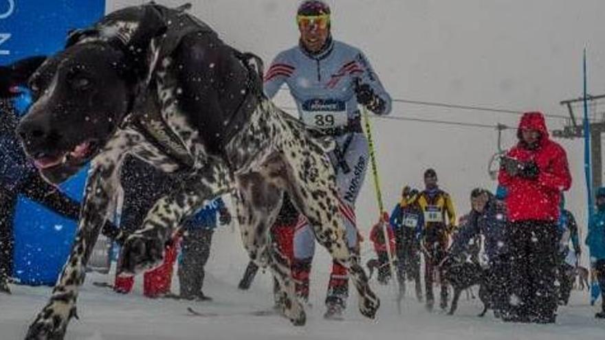 El múixing en neu viurà el campionat català a l&#039;estació de Lles de Cerdanya