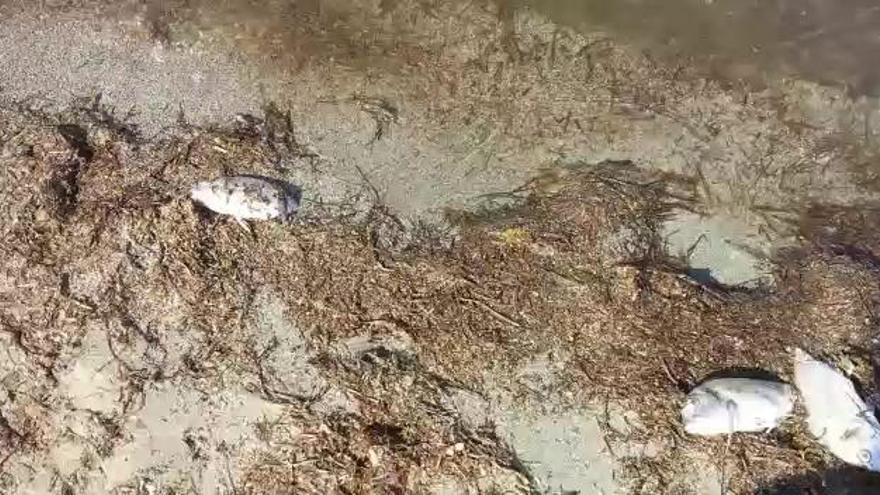 Peces muertos en el Mar Menor