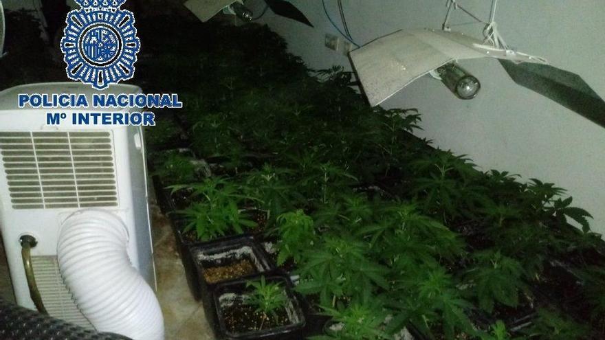 Detenidos padre e hijo por tener más de 500 plantas de marihuana en una finca del Puerto de la Torre.