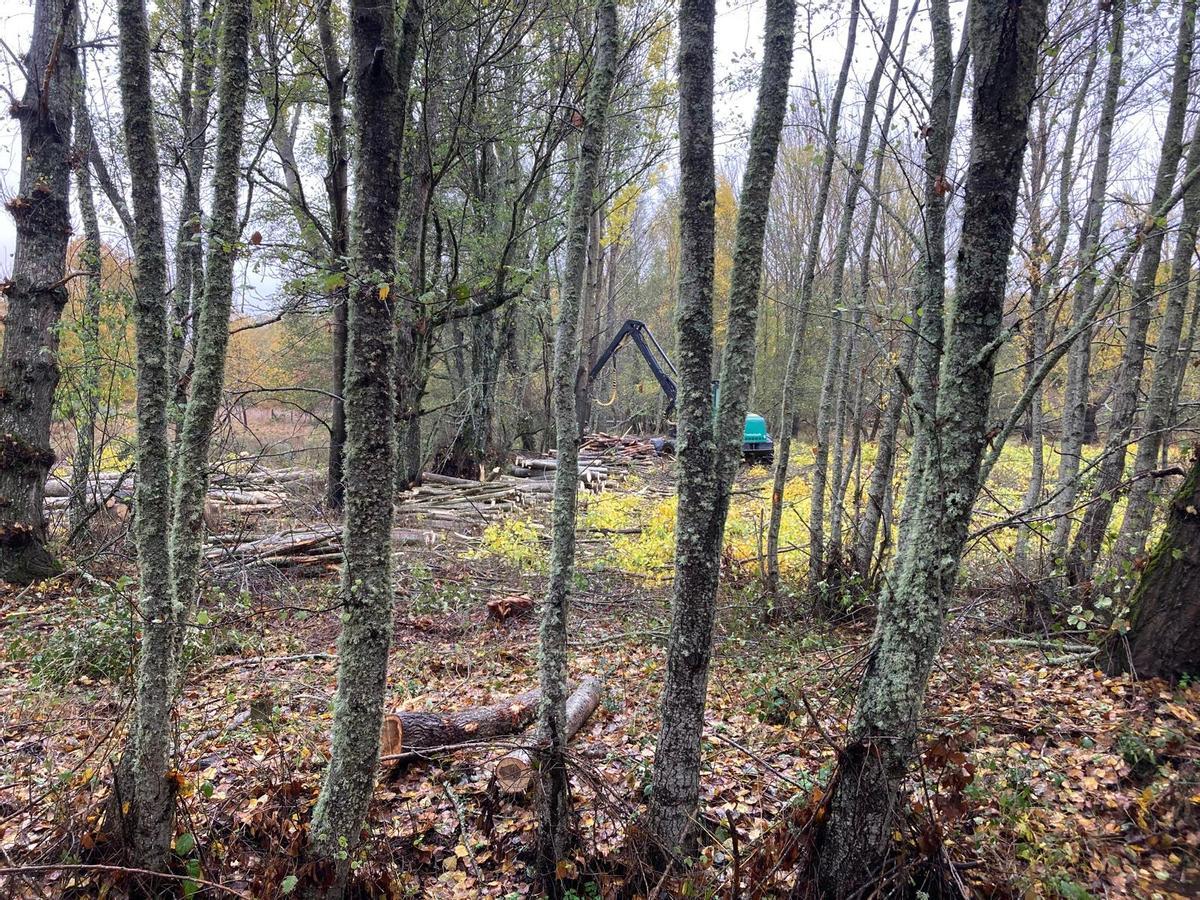Un operario tala árboles en Manzanal de Arriba.