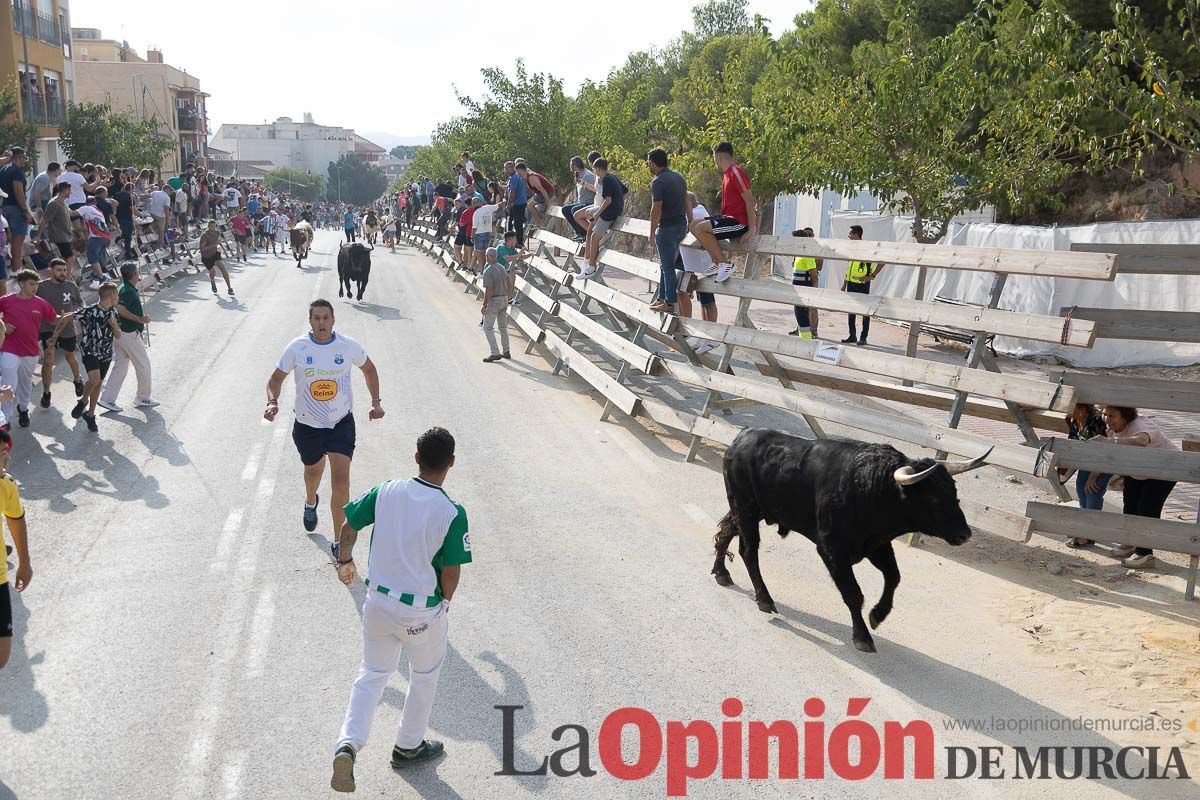 Quinto encierro de la Feria Taurina del Arroz en Calasparra