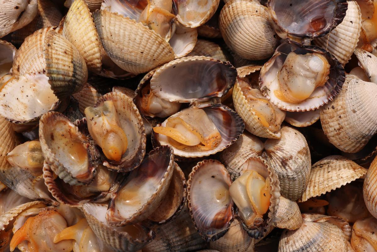 El marisco es una de las joyas más preciadas de Galicia