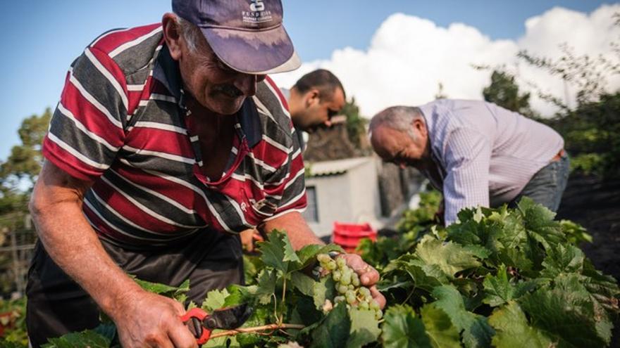 Las bodegas del Valle doblan la uva vendimiada tras la erupción de La Palma