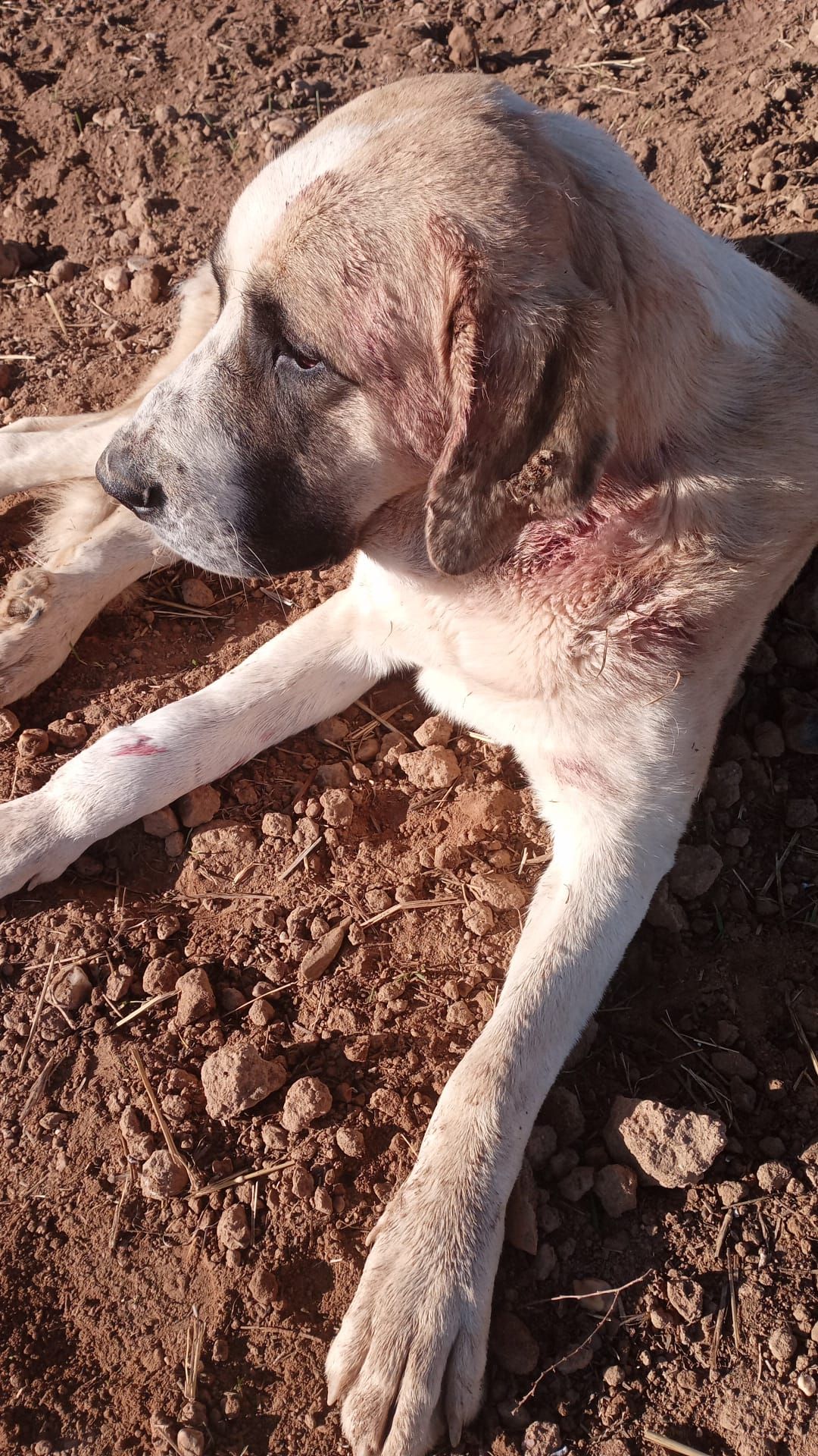 Uno de los mastines de la explotación de Villalba con heridas leves tras enfrentarse al lobo.