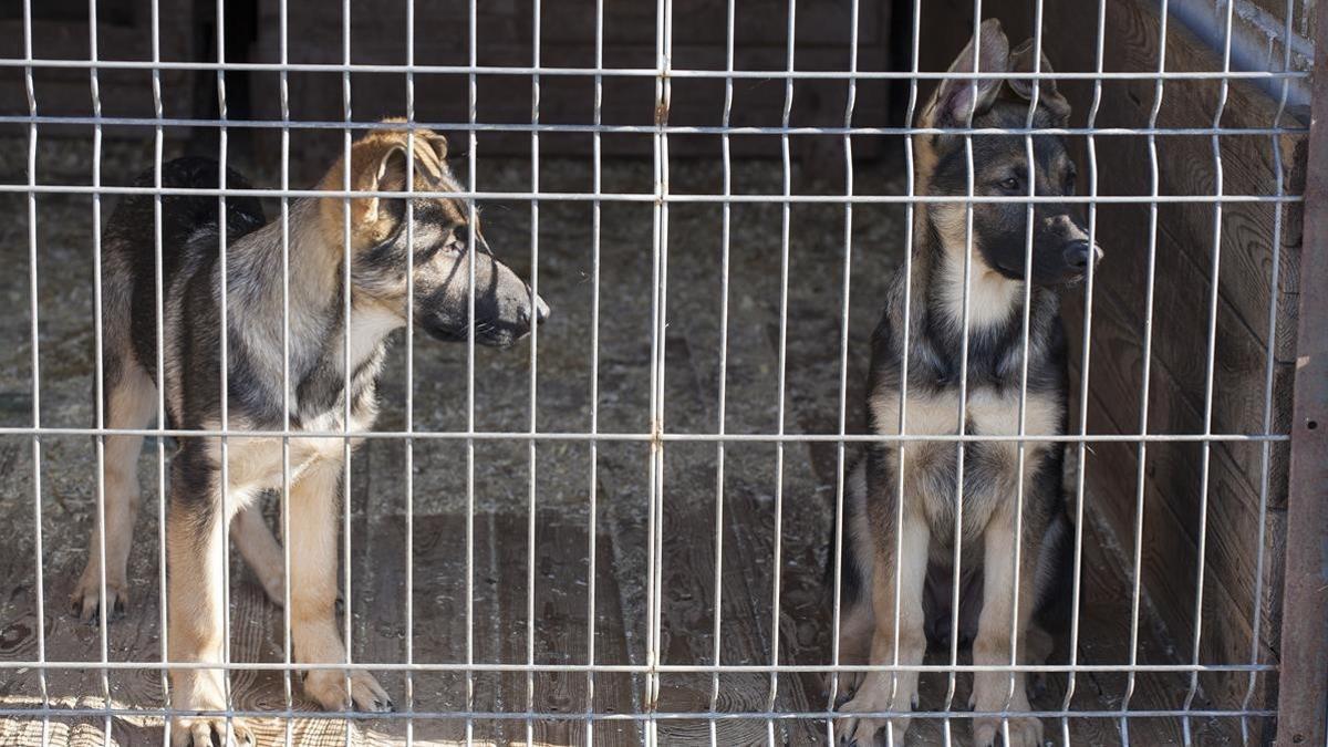 Dos perros en una jaula.