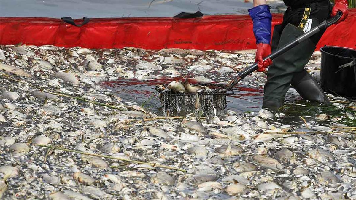Toneladas de peces mueren en por contaminación en Alemania y Polonia