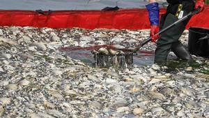 Toneladas de peces mueren en por contaminación en Alemania y Polonia.