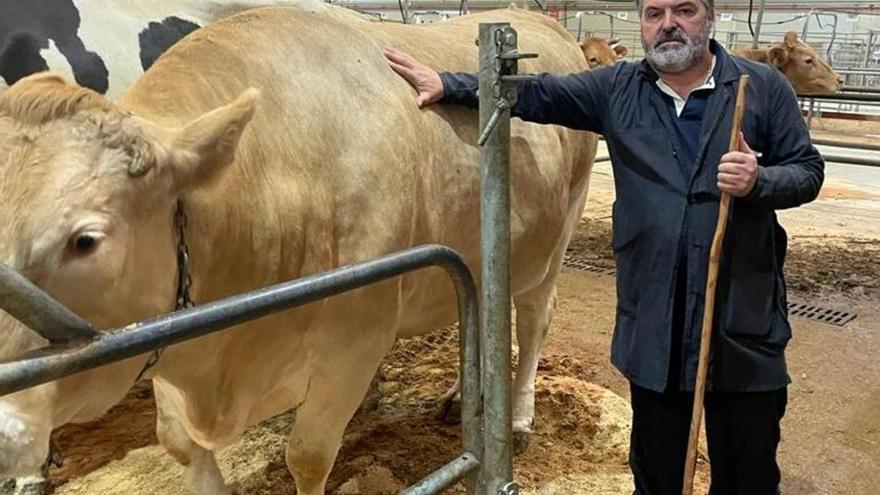 La rubia gallega que estableció ayer un nuevo precio récord para las hembras adultas en Silleda.