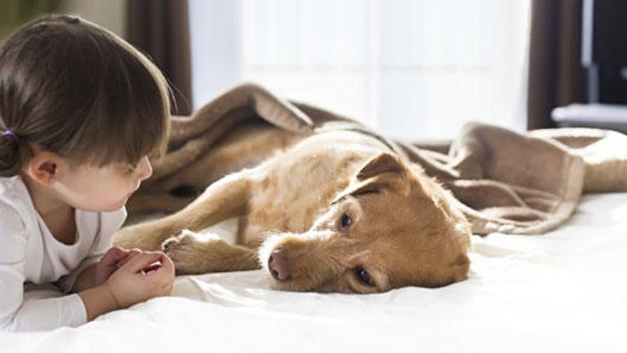 Una niña juega con su perro.