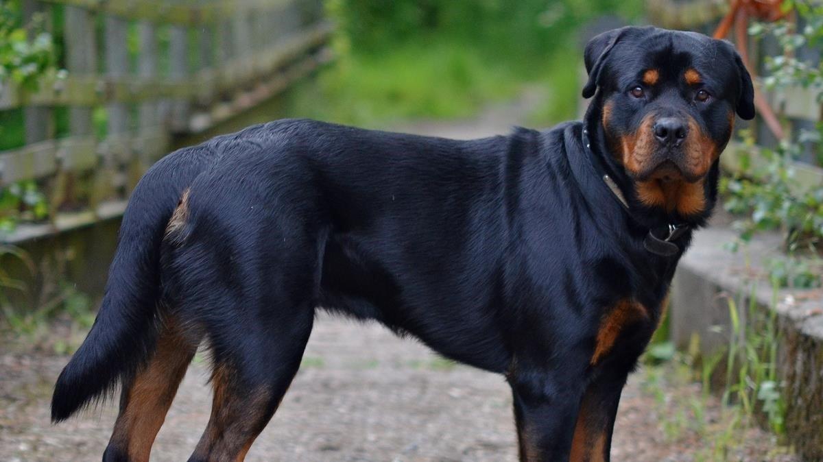 Ejemplar de raza rottweiler.