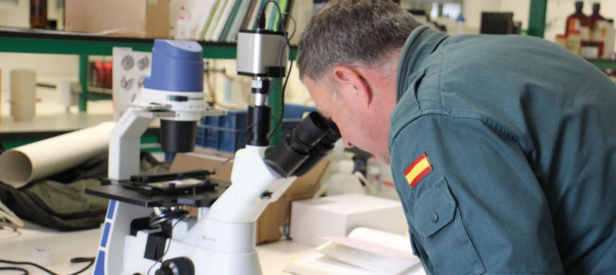 Un guardia civil del Seprona mira una muestra a través de un microscopio del laboratorio. | A. S.