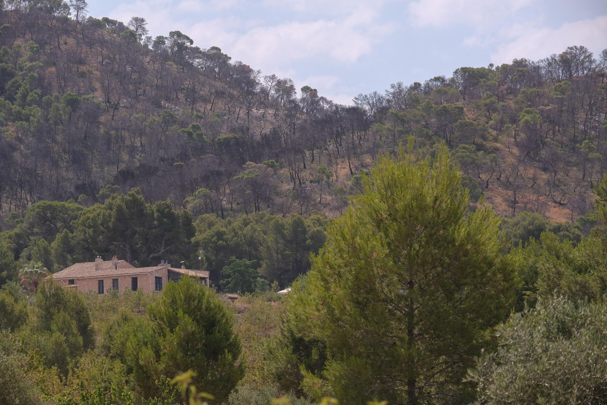 Un año después del incendio forestal en la sierra de la Zafra y Las Pedrizas de Monóvar la zona presenta un aspecto desolador