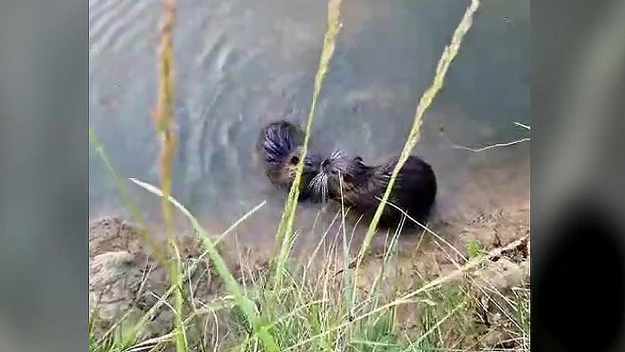 Dos coipús en las Basses d'en Coll, en Pals, en la Costa Brava