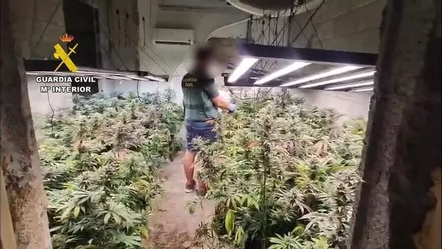 VÍDEO | La Guardia Civil descubre una gran plantación de marihuana durante el desalojo de un chalé okupado en Son Servera