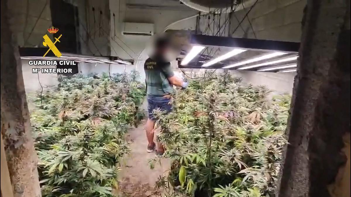 Un guardia Civil, con la plantación de marihuana de Son Servera.