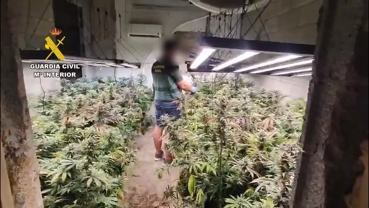 La Guardia Civil descubre una gran plantación de marihuana durante el desalojo de un chalé okupado en Son Servera