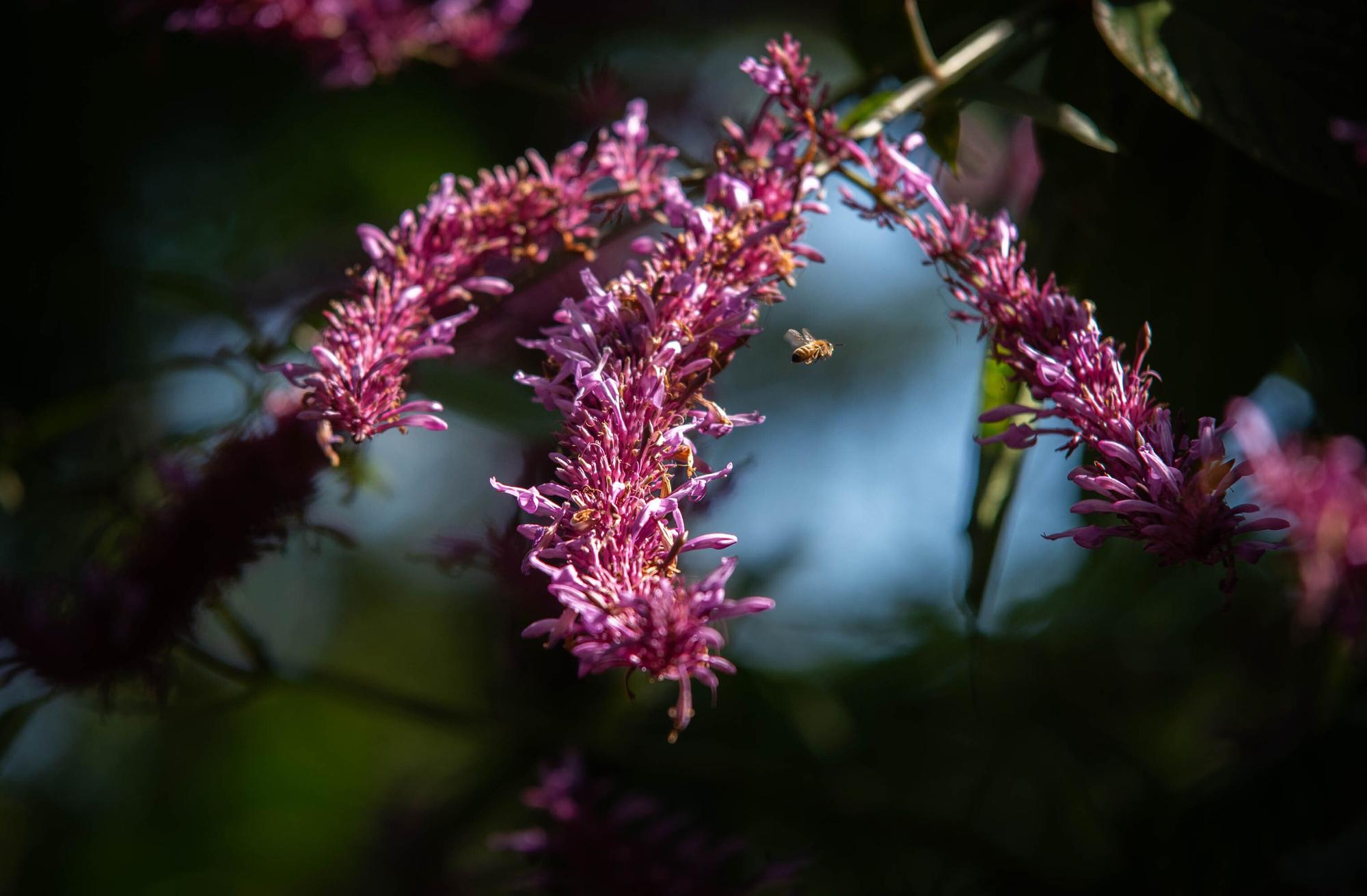 Reapertura Jardín Botánico