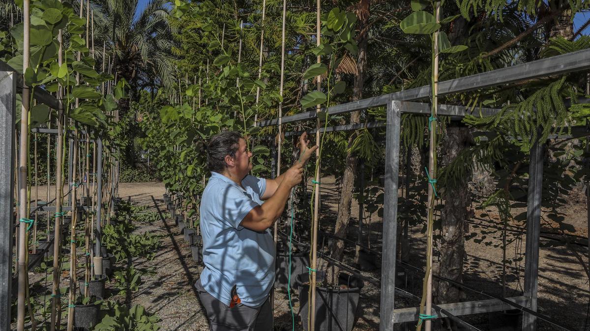 Una operaria de Parques y Jardines prepara algunos árboles en el vivero municipal de Elche