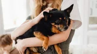 Antes se creía que un año de perro equivalía a siete humanos: la ciencia explica ahora por qué no es tan sencillo