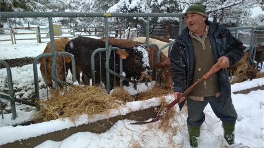 Los ganaderos redoblan esfuerzos en sus masías por la nieve