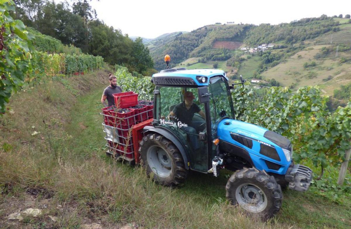 El vino de Cangas, a punto de cerrar    una vendimia «histórica» en producción