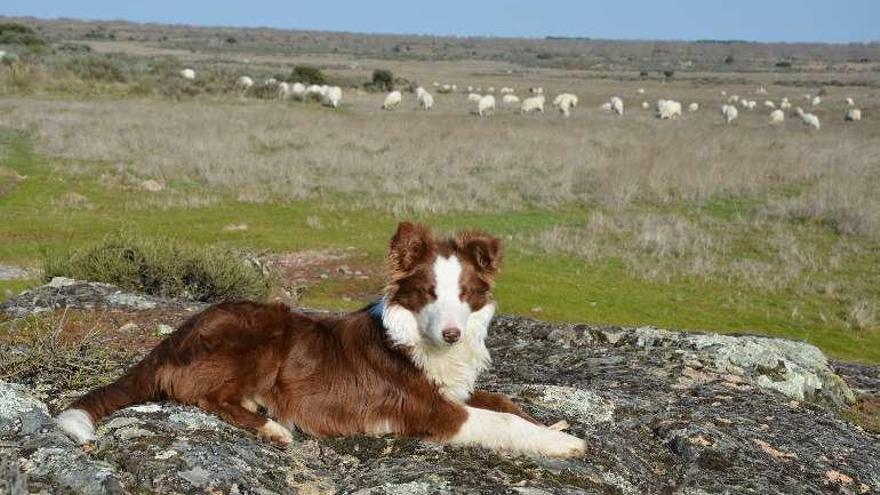 Un perro acompaña a unas ovejas en Villamor de la Ladre.