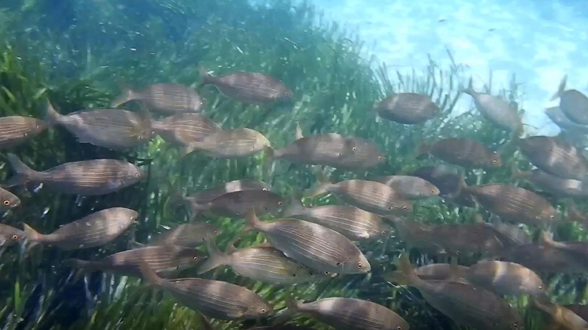 Un banco de peces nada en aguas de Calp.