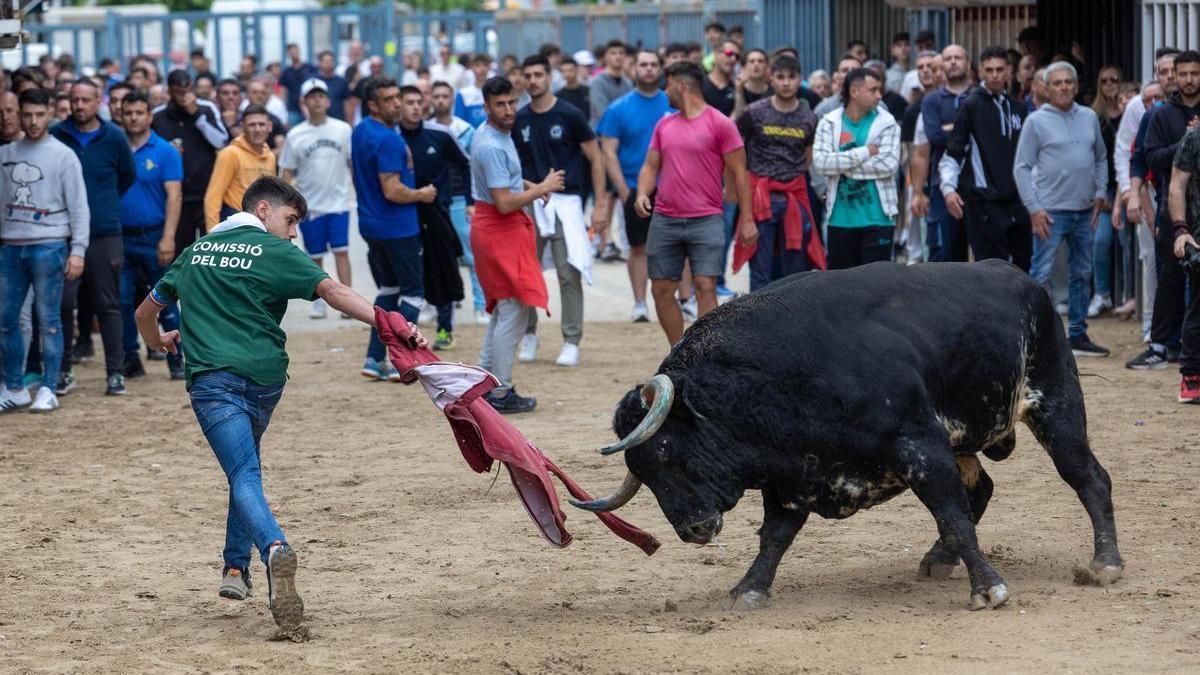 Foto de un toro exhibido en las fiestas de Sant Pasqual en Vila-real.