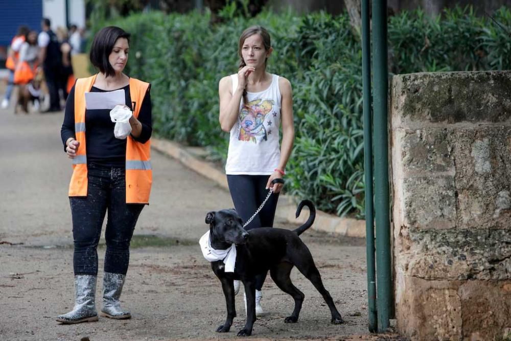 Anlässlich des 40. Geburtstags hat das kommunale Tierauffanglager Son Reus auf Mallorca am Samstag (22.10.) einen Tag der offenen Tür gefeiert. Auf dem Programm, das Helfer und Stadt Palma organisierten, standen ein Agility-Training, eine Hundeschau oder ein Fotowettbewerb.