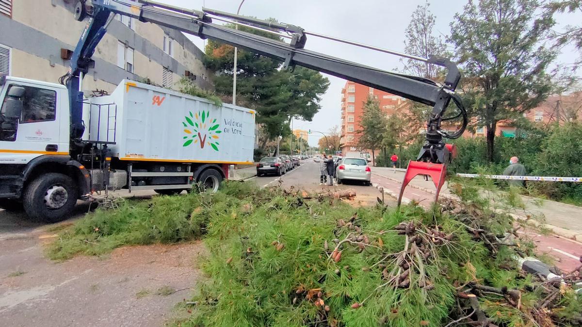 Recogida del árbol caído en Músico Ayllón.