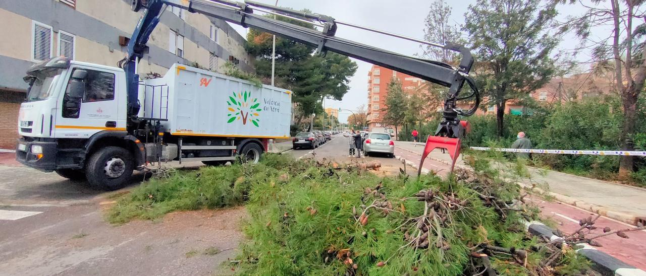 Recollida de l’arbre que ha caigut a Músic Ayllón.