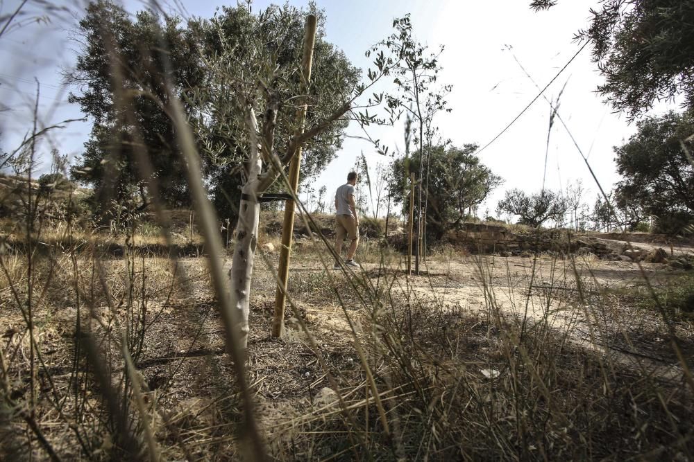 El bosque urbano de la sierra del Porquet, en la entrada sur de Alicante, carece de sistema de riego y el arbolado está en las últimas