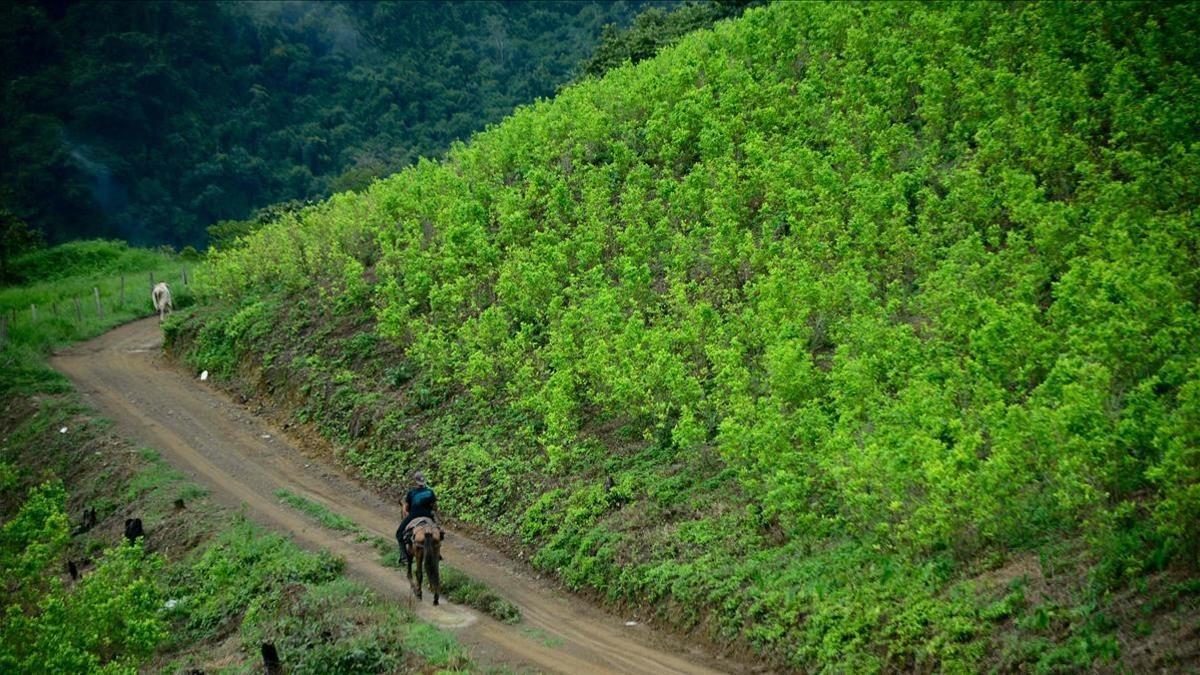 plantación de hoja de coca en colombia