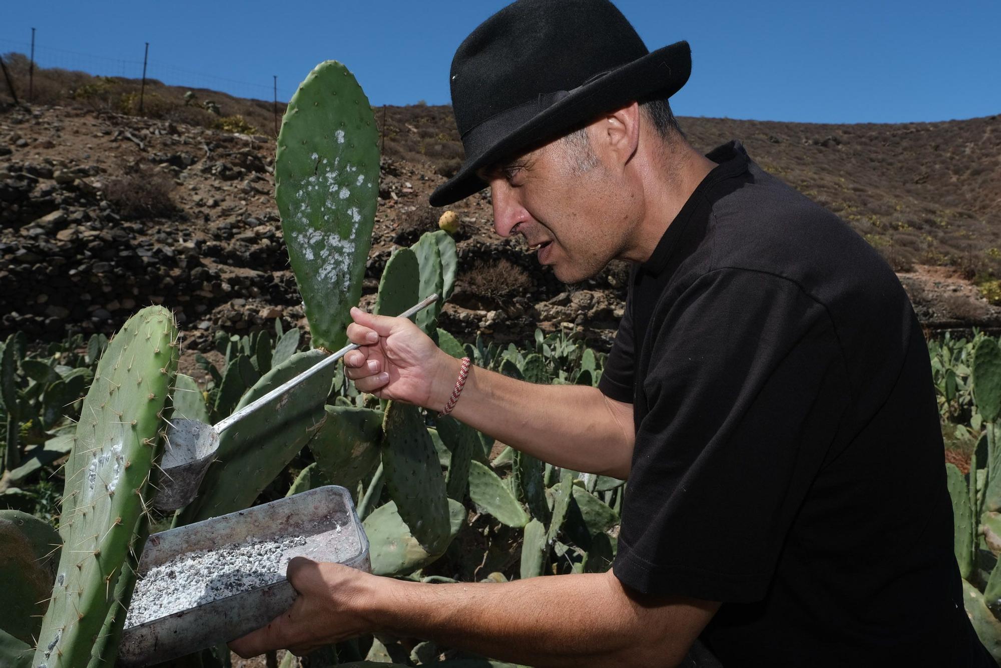 Lorenzo Pérez Jiménez, productor de cochinilla con denominación de origen