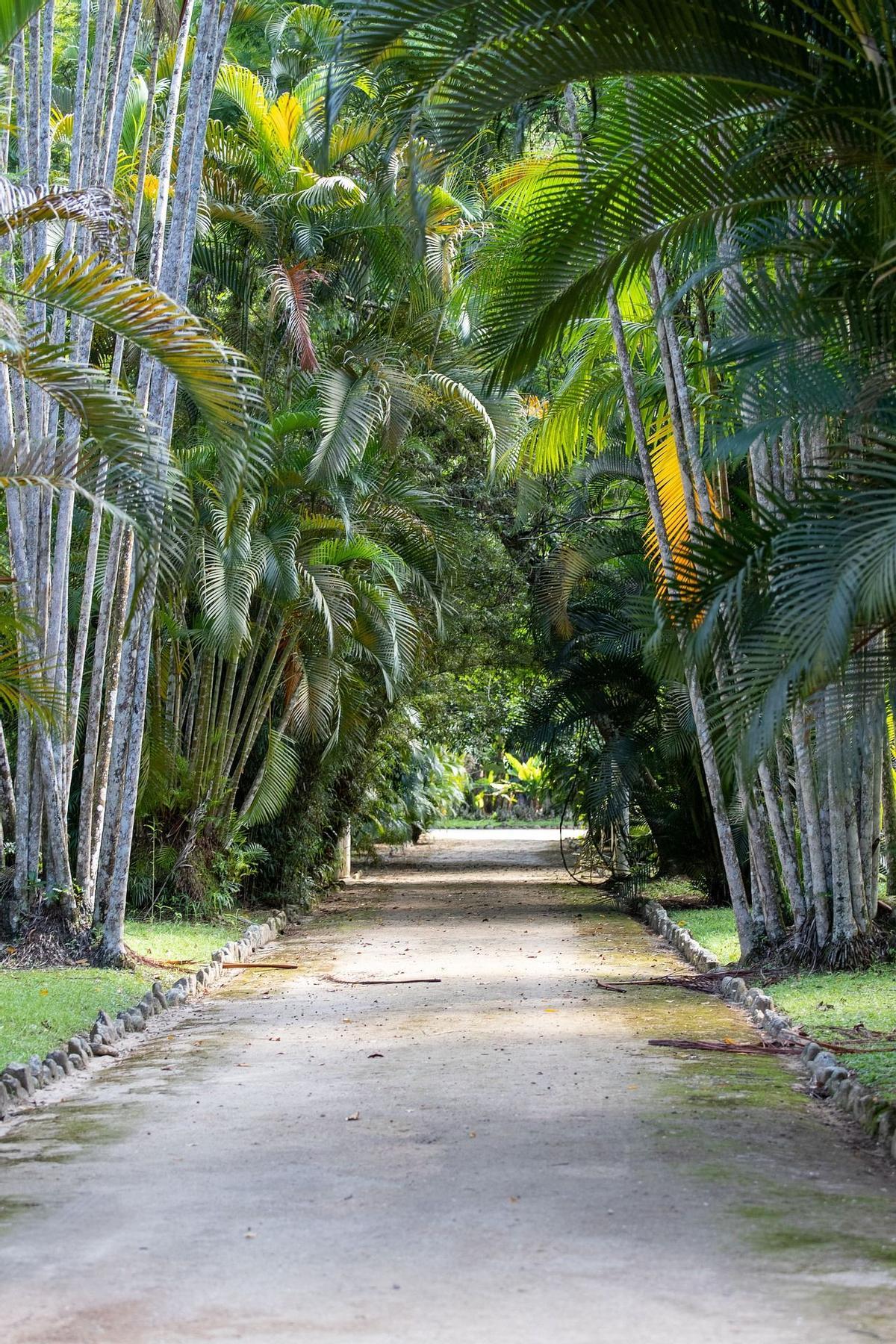 El Jardín Botánico de Río de Janeiro, uno de los espacios favoritos de Tom Jobim en su ciudad.