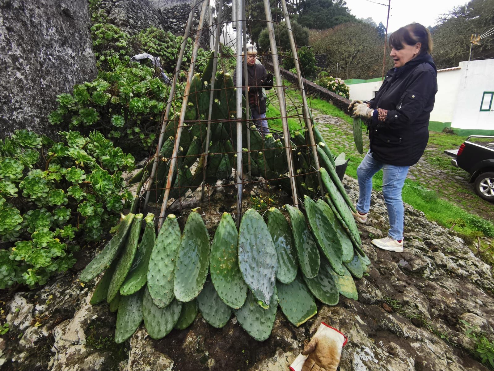 Así se crea el árbol de Navidad de Tiñor, uno de los más originales de Canarias