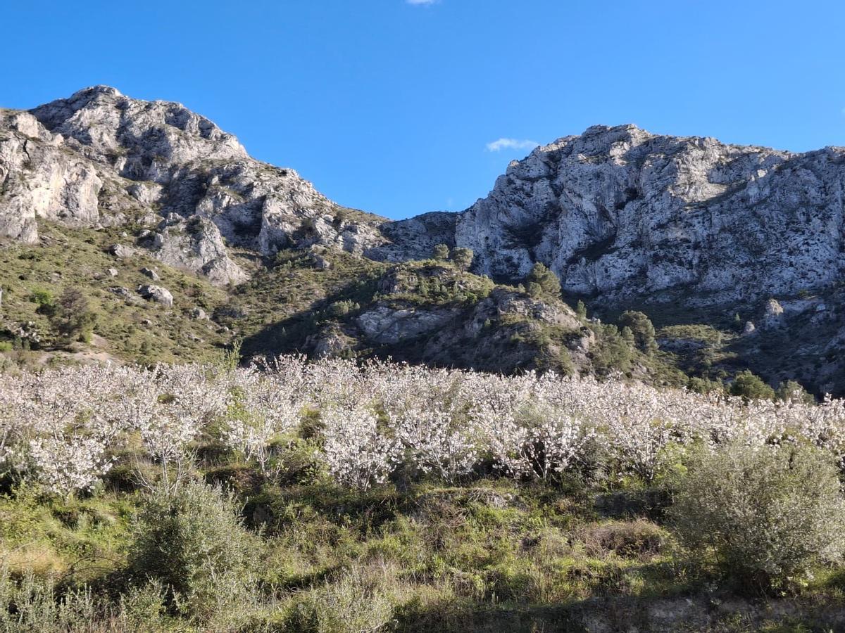 Florecen los cerezos: paisaje moteado de blanco en la Vall de Gallinera (imágenes)