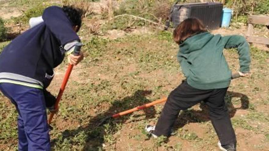 Huerto ecológico en el CEIP de El Bacarot