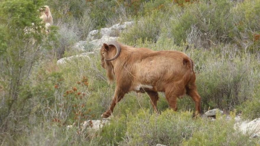 El arruí norteafricano llega a los montes de la Serra de Corbera |