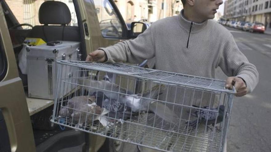 Palomas capturadas en El Ferial en una de las campañas municipales.