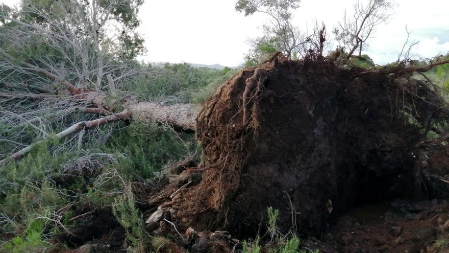 Un possible tornado provoca danys i arrenca arbres de grans dimensions a l&#039;Ametlla de Mar