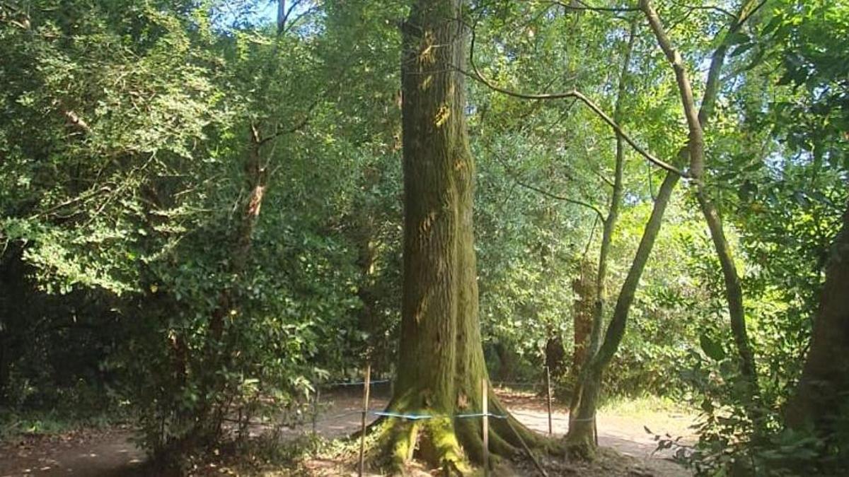 El coloso del Gafos que creció sin podas y ahora quiere ser árbol singular